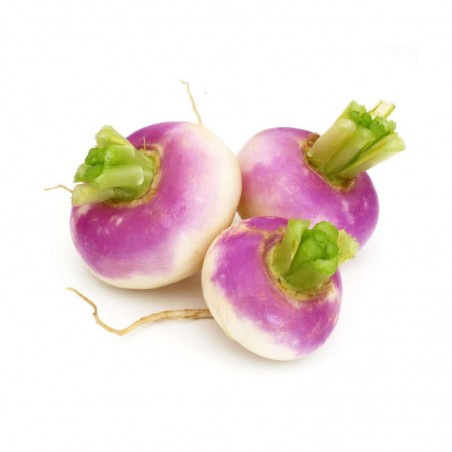 Navet Violet Bio - FRANCE Cat2 500g